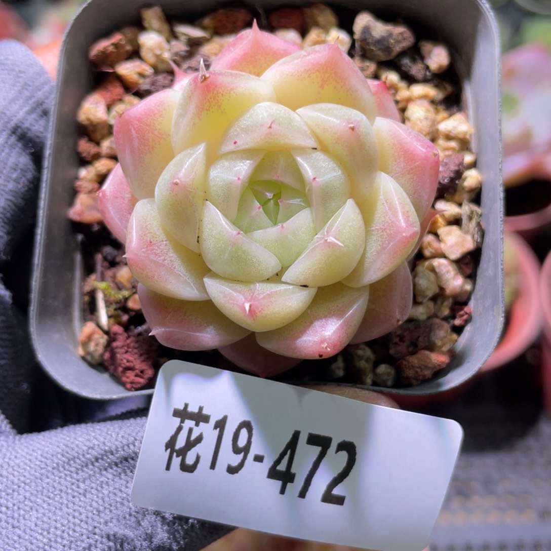 花利美19-472麦秆