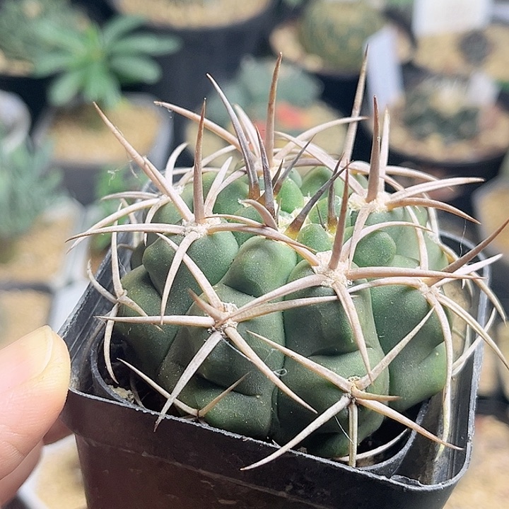 中刺碧岩玉实生球5.5公分