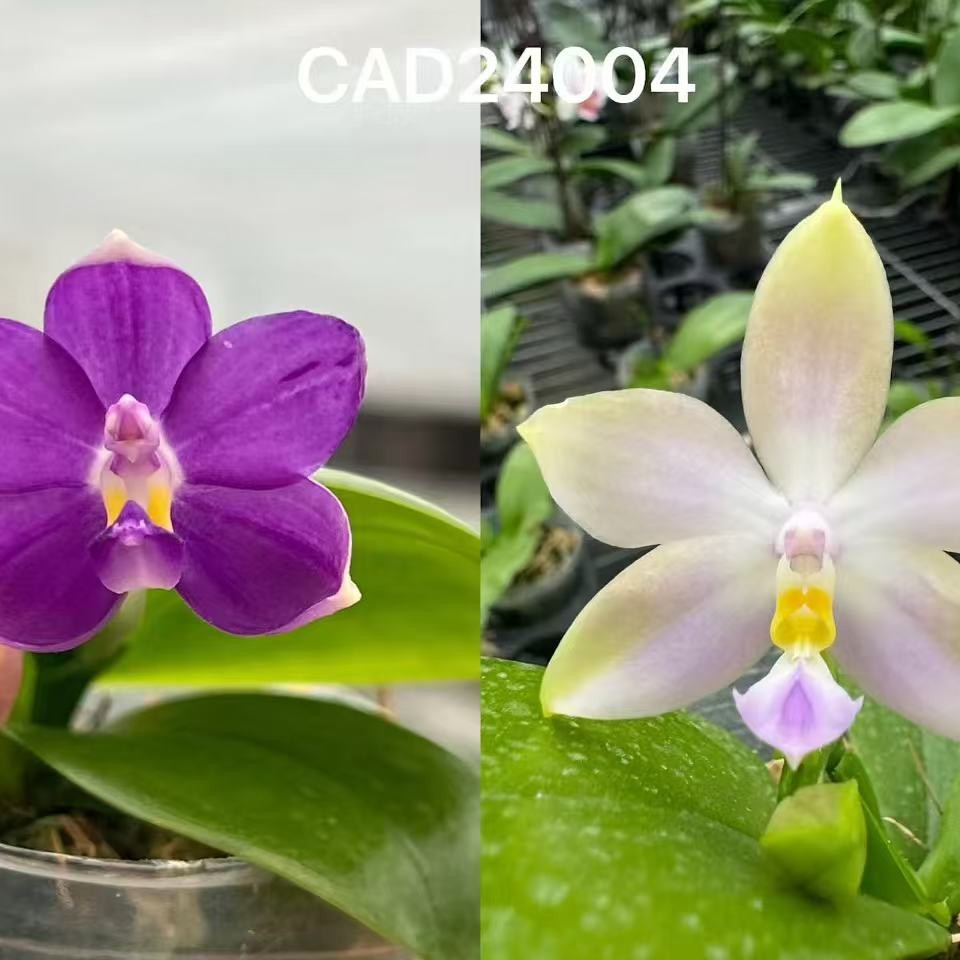 蝴蝶兰原生cad24004四季花卉室内阳台鲜花盆栽客厅水晶兰绿植兰花