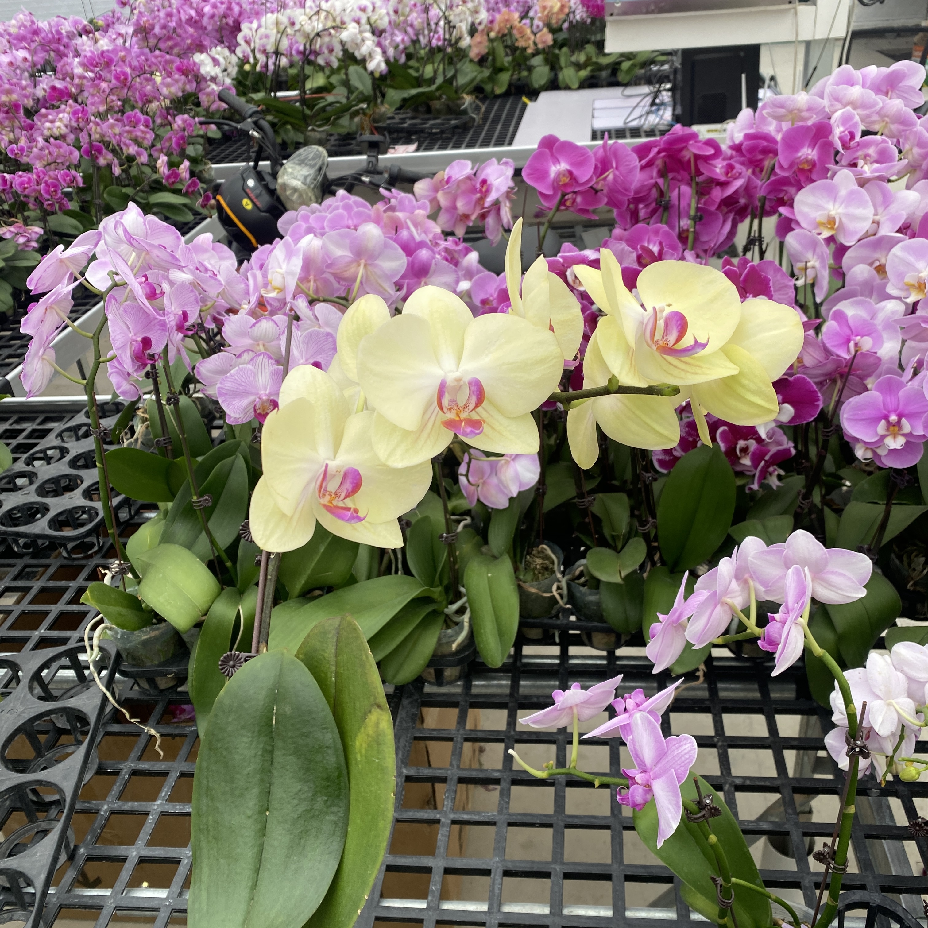 高品质蝴蝶兰【大金公主】带花剑带花苞四季开花室内好养盆栽