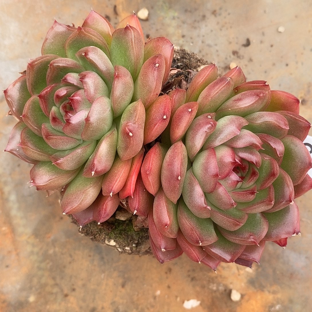 3136杂交老桩基地#11厘米