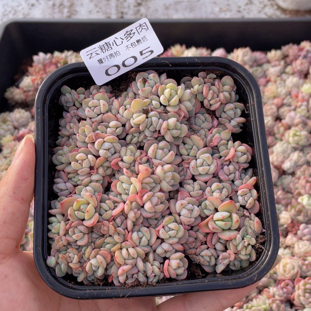 云糖心多肉植物005