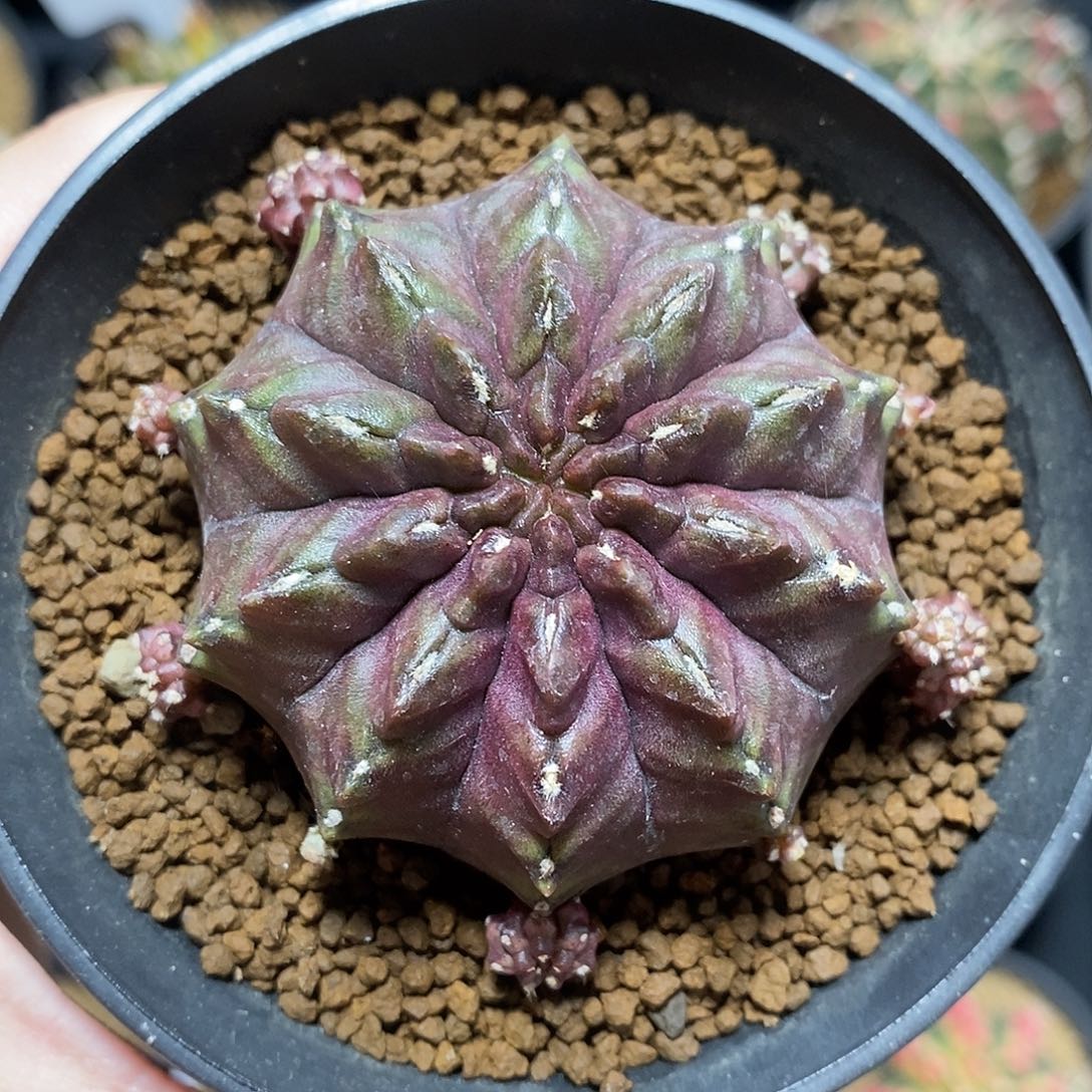 米哈仙人球皮色球侧芽014