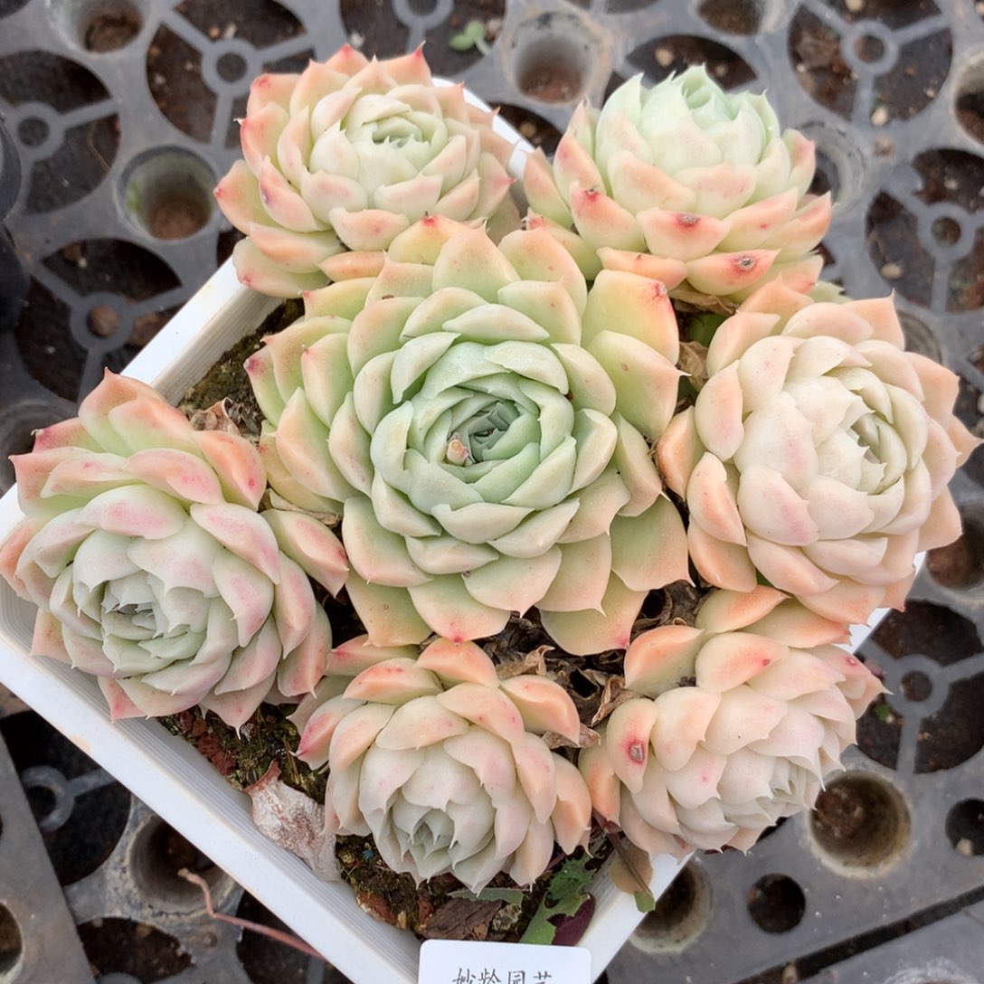 3574杂交精品基地 15厘米