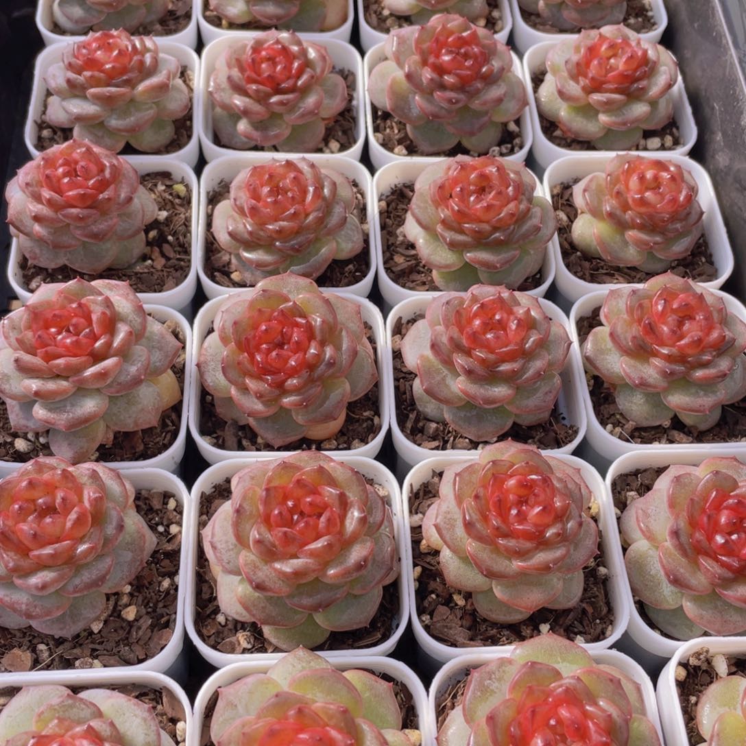 906号 焦糖云朵珍妮单头一个