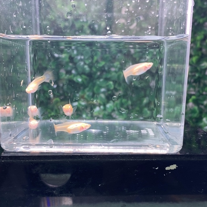 海水鱼金粉世家的产品价格纯度