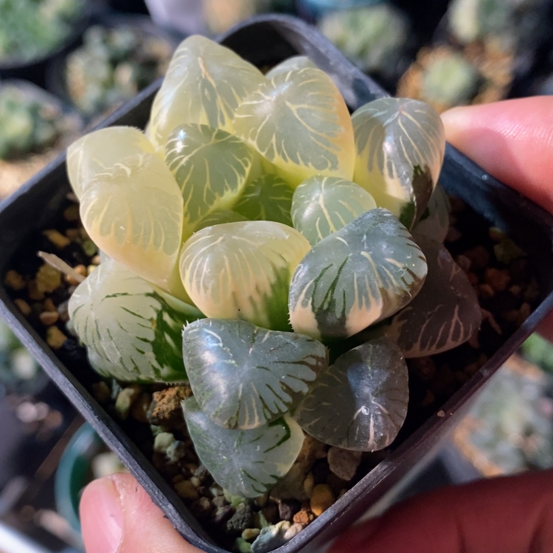 一颗实生糊斑大眼珠子玉露锦 开播福利
