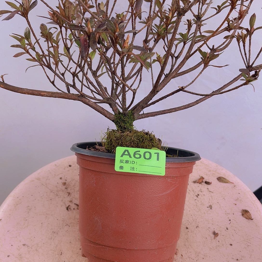 红陶直播时间一直一直