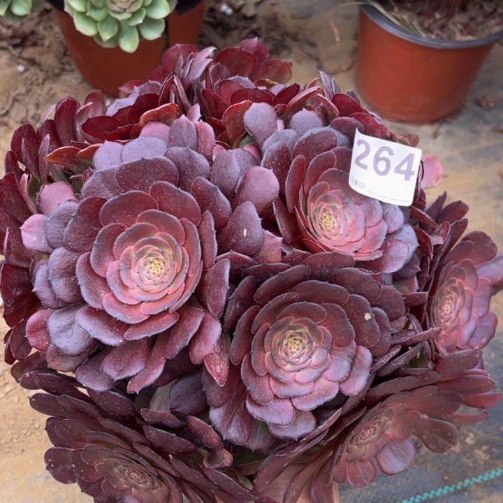 黑萝莉小微瑕多肉植物264