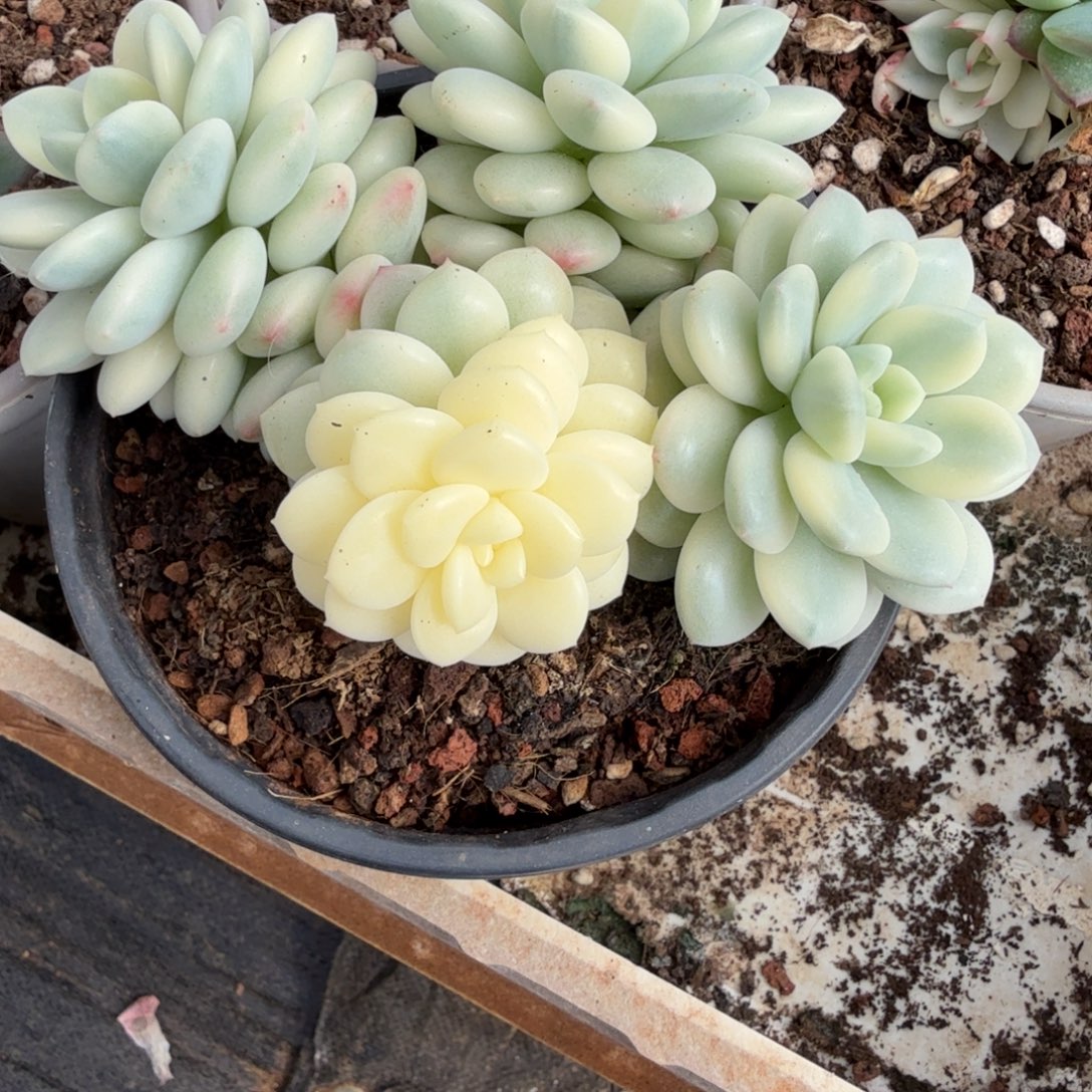 寄养着自己心爱又可爱