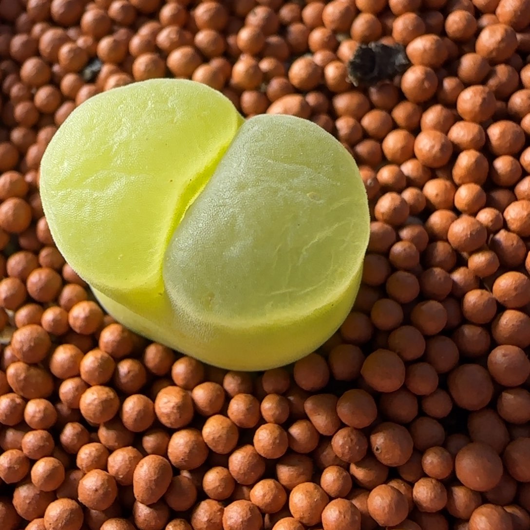 2.7多肉外播场Y400母本61号