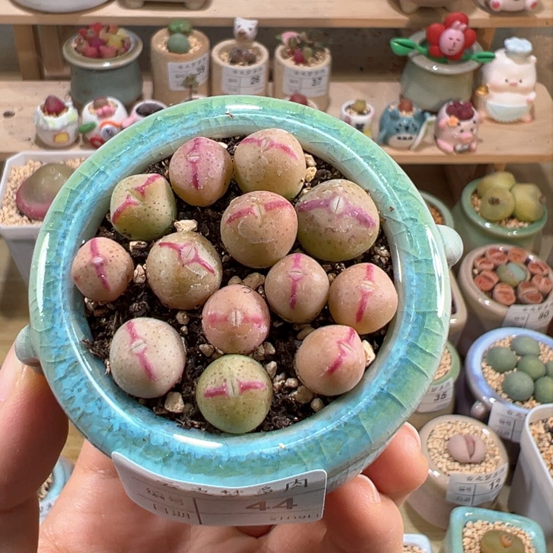 多肉植物85号少将