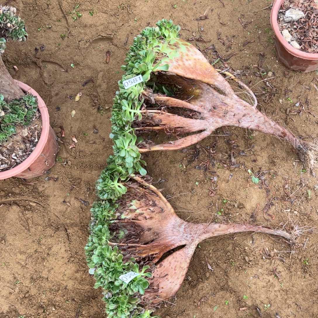 玫瑰断枝两个581.852