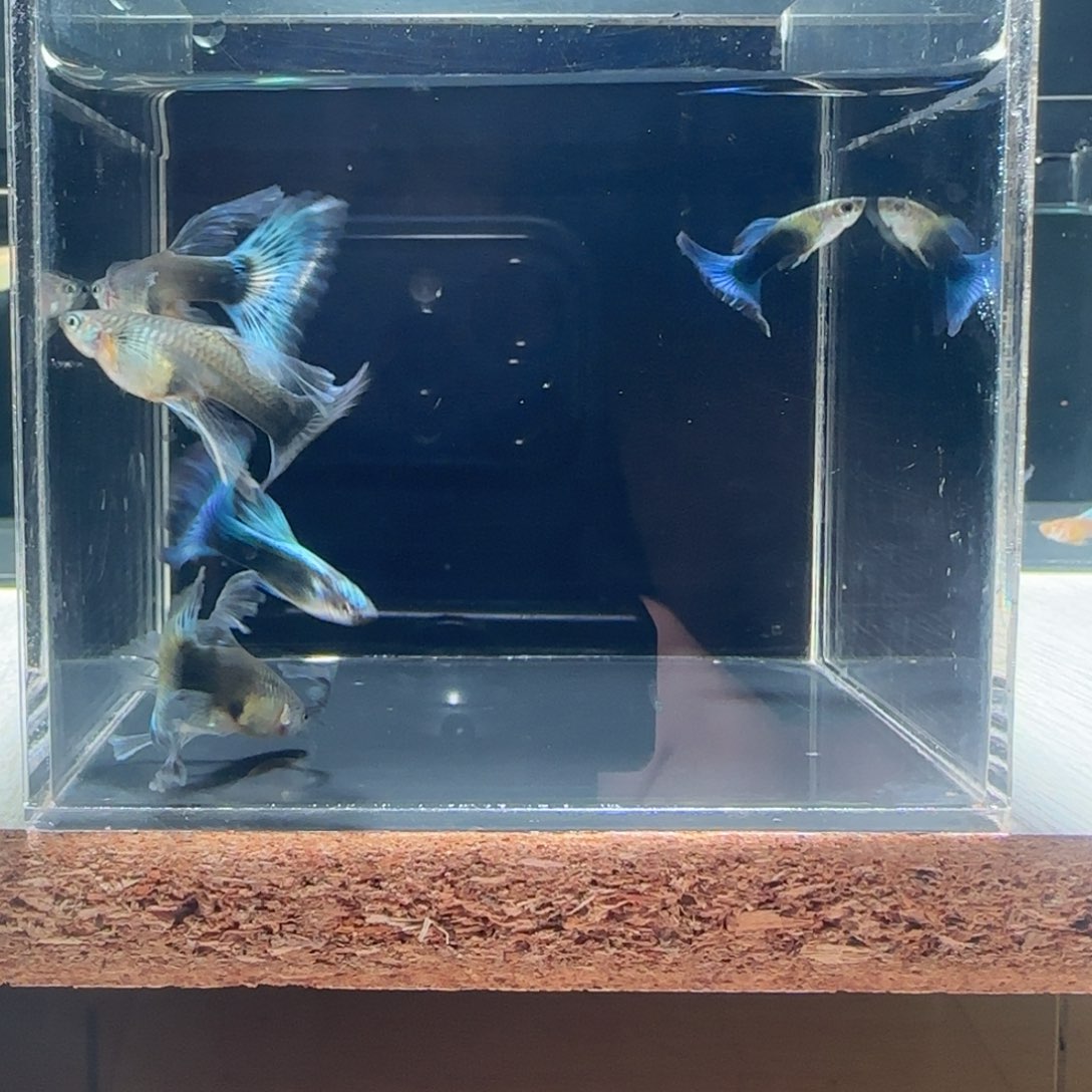 海水鱼蓝礼服大c 2公3母