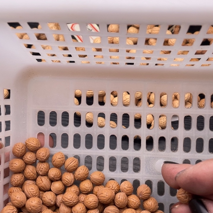 核桃手串/手链散发200元优惠活动