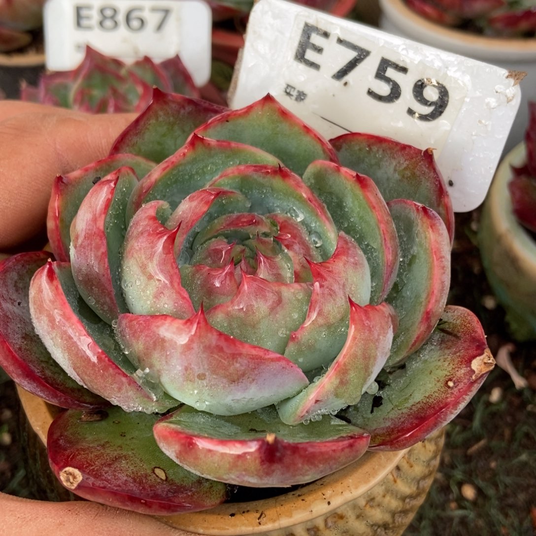 惊鸿一瞥759号楼