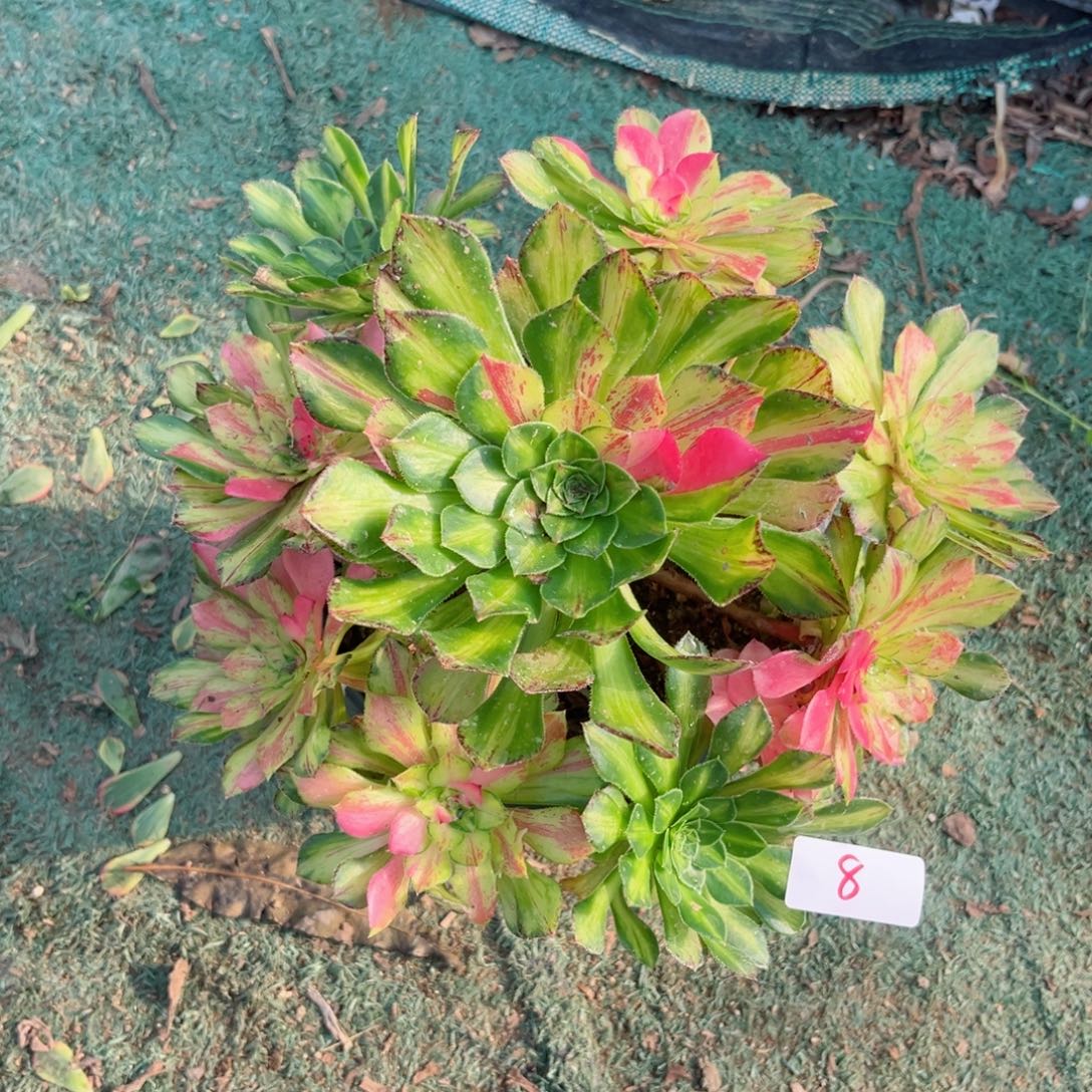 008四代知否多肉法师