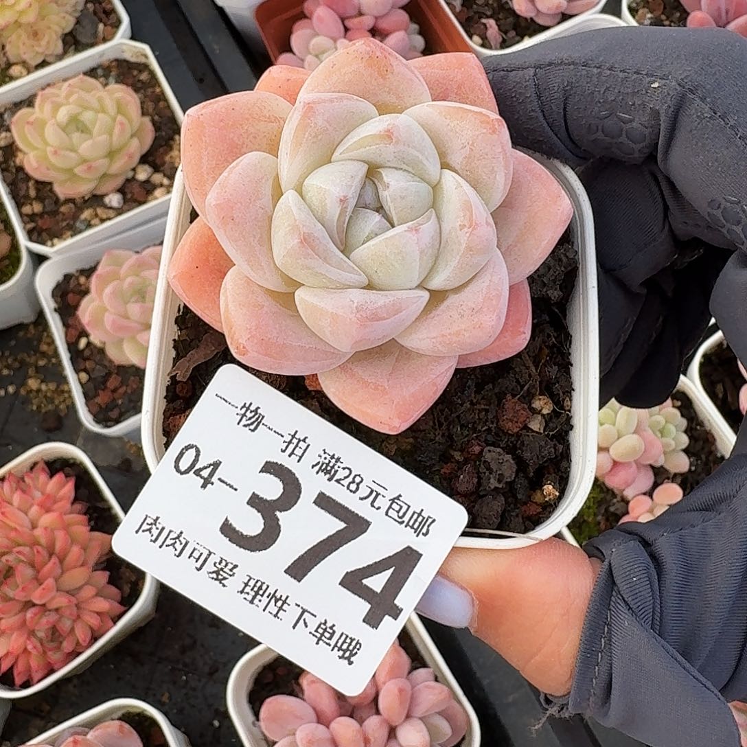 冰玉无盆土发货无