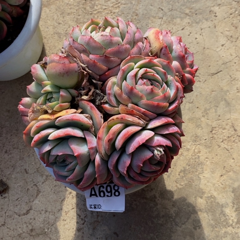 【闪购商品】✨****✨多肉植物的
