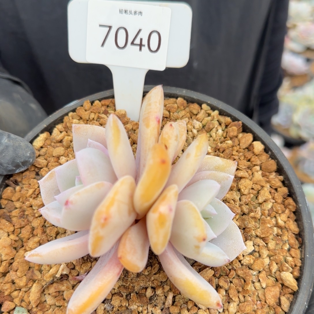 7040。       奶茶双头福利