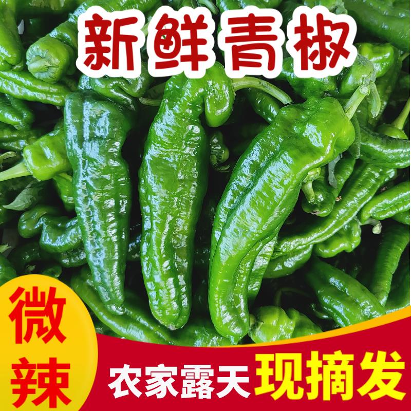 青椒新鲜薄皮不辣的辣椒农家虎皮菜椒江苏特产现摘蔬菜当季5斤