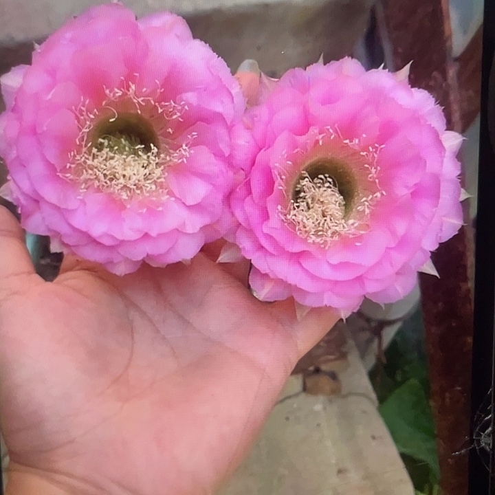 嘟19号秀蒲嫁接6公分以上