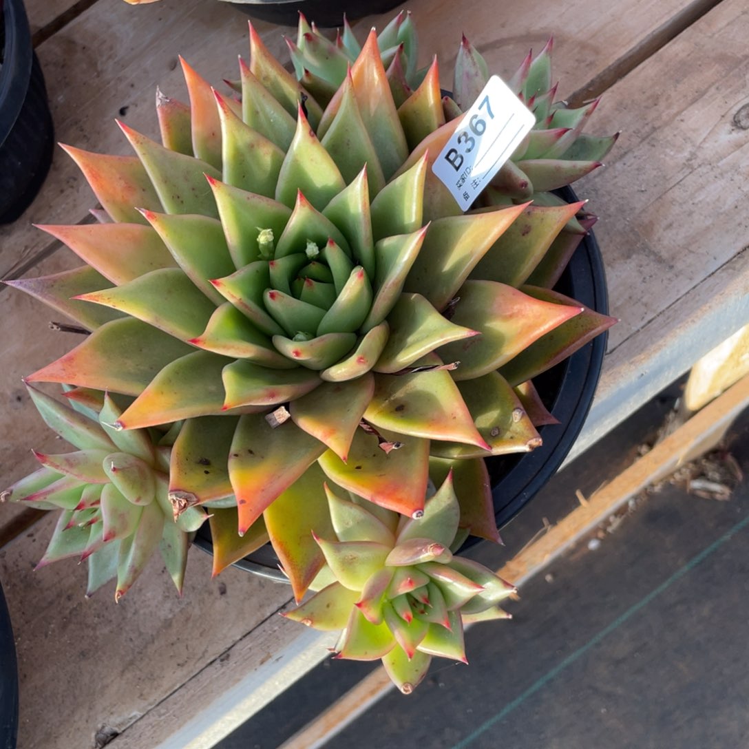 无花朵若茹东云单拍B367