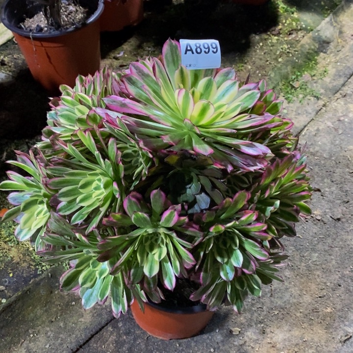 天河多肉植物899