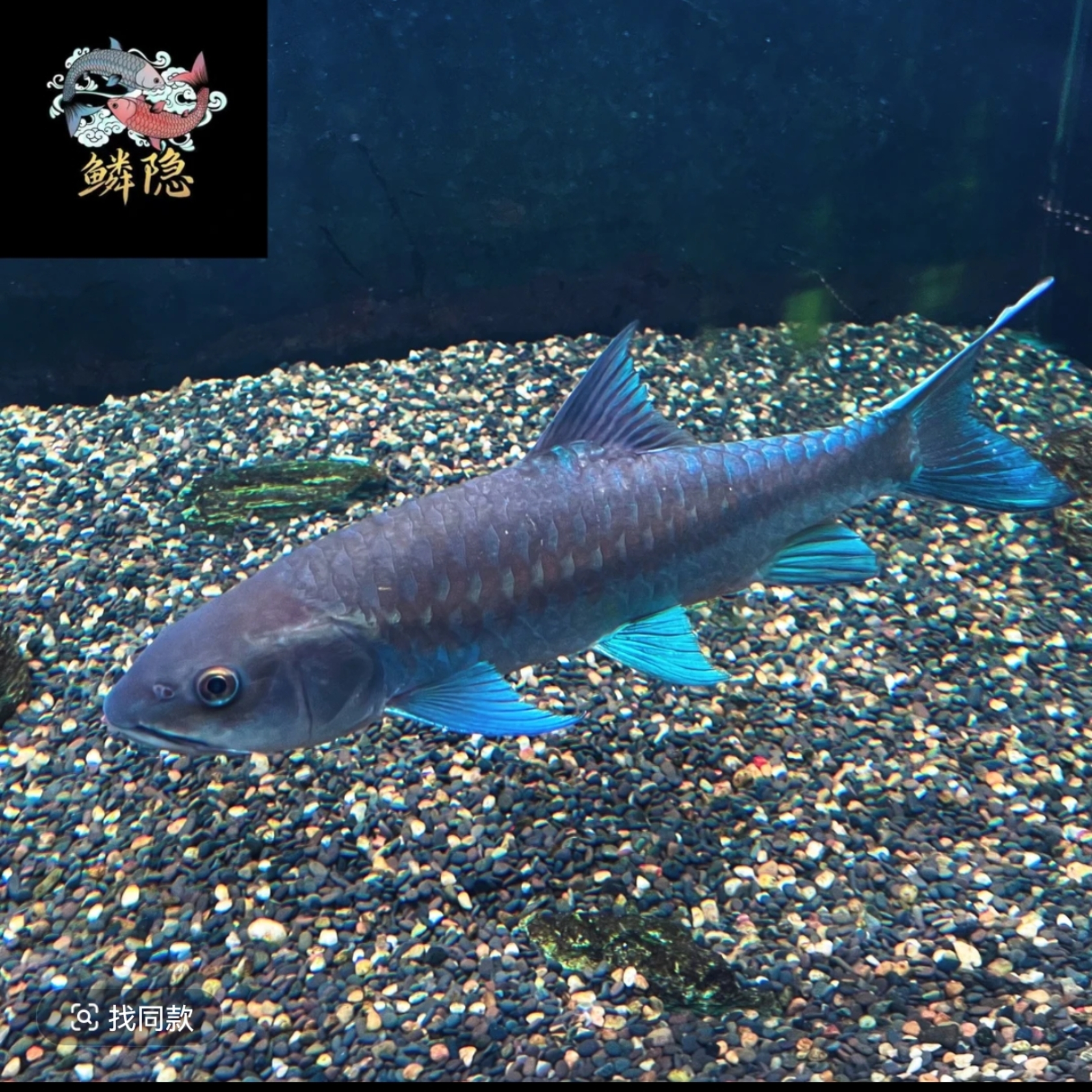 史氏新光唇 秋兰湖野史蓝色系吉罗鱼观赏鱼