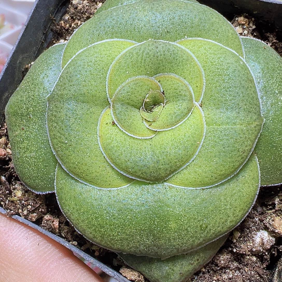巴19包邮也哦肉植物