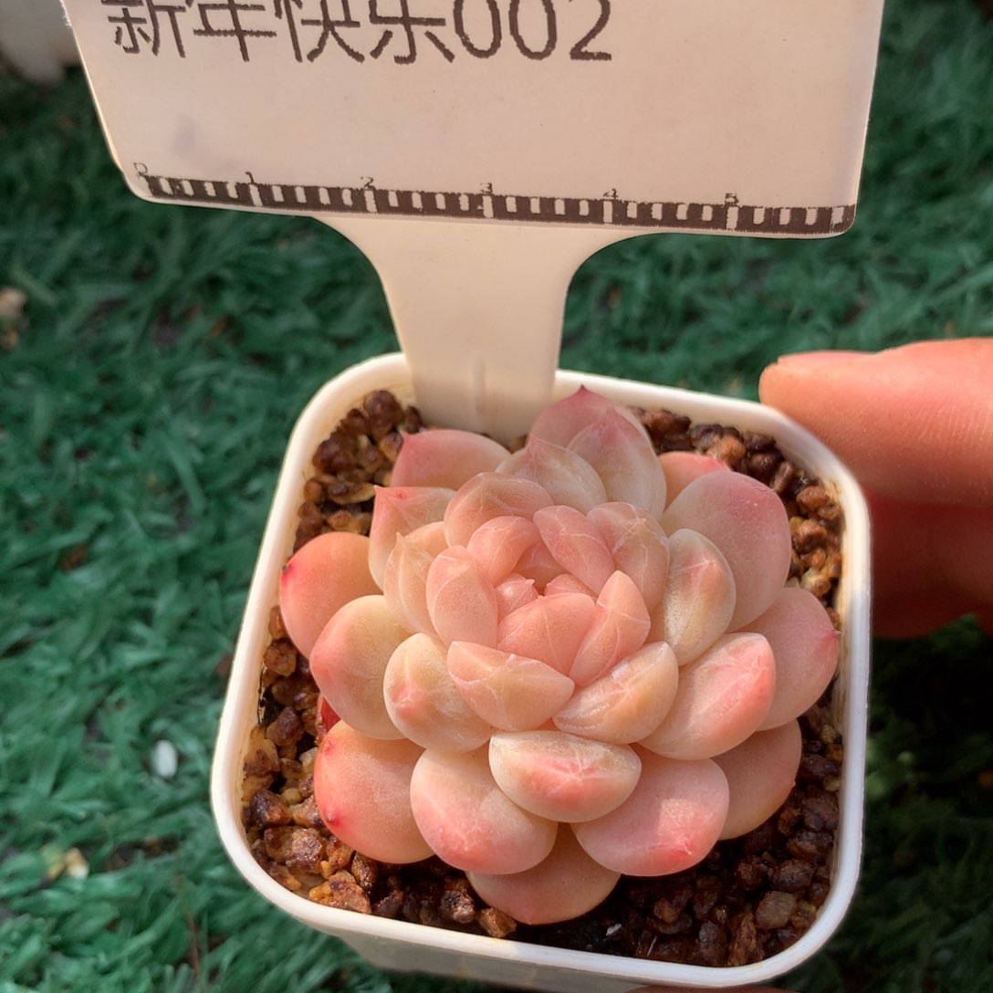 精品多肉冰魄优选