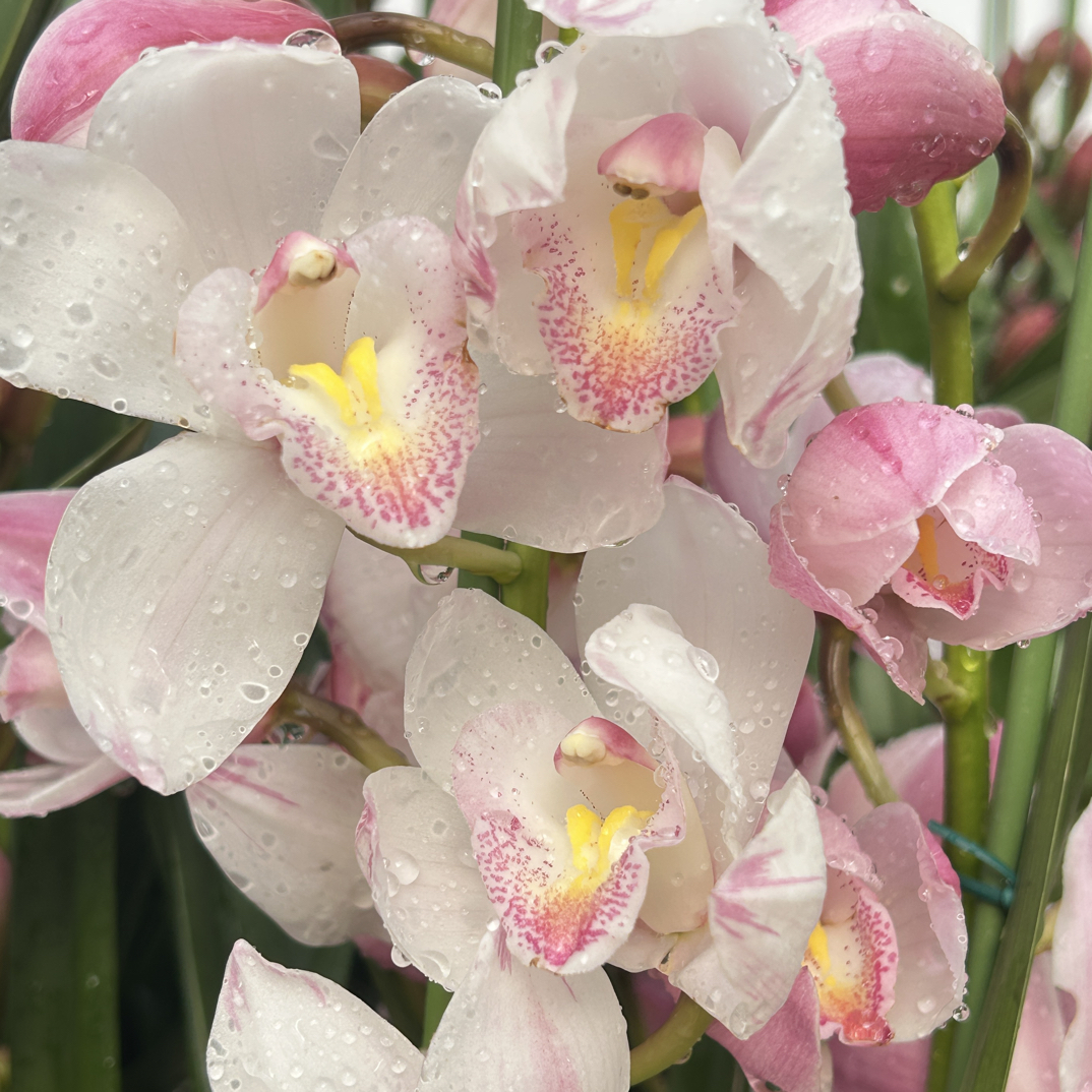 大花蕙兰一物一拍