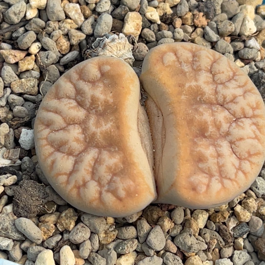 6464山脉拿铁母本一颗3.8 