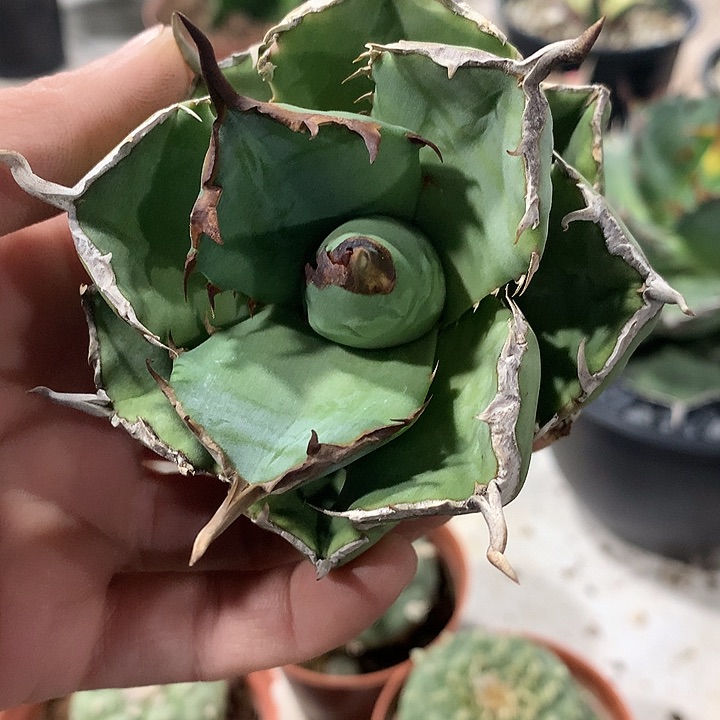 6海豹8公分6666666666