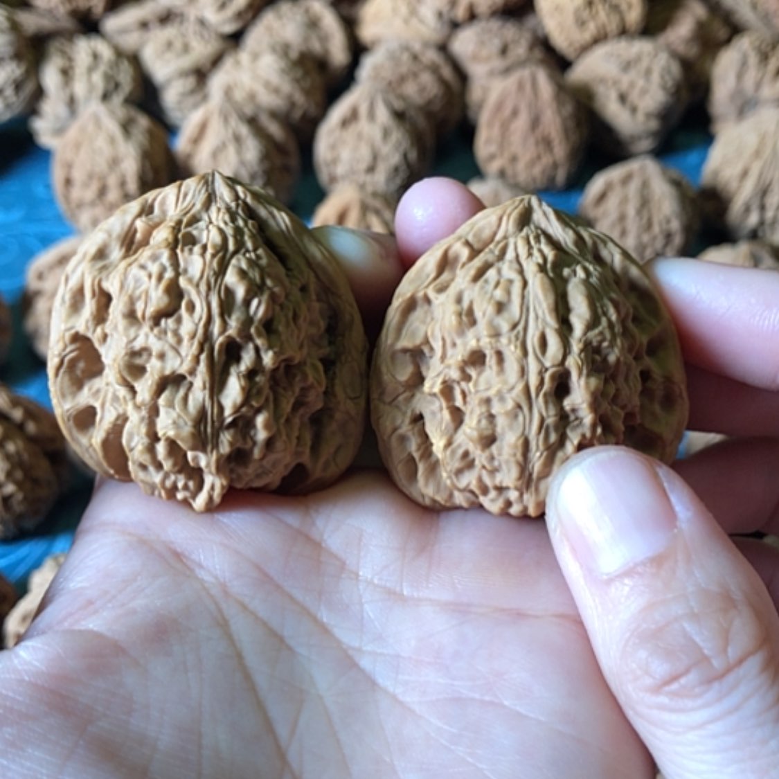 【闪购商品】文玩核桃把件用****1一代将