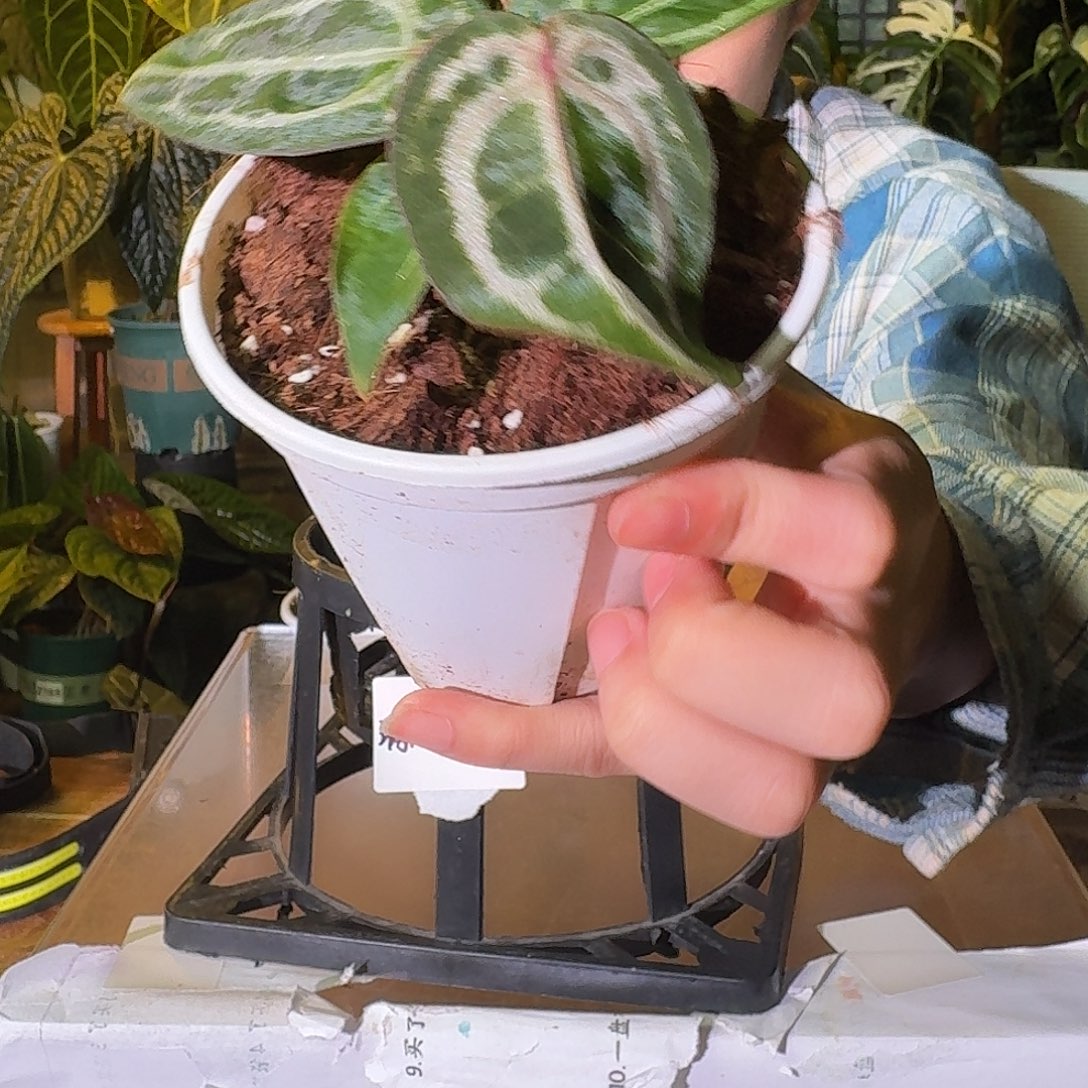 不开花植物B148小辣椒