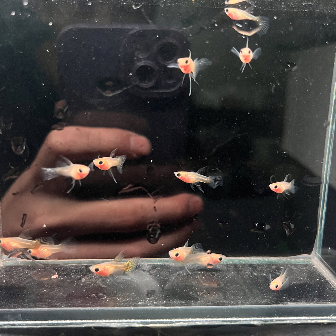 黄金蕾丝玻璃猫缎带C孔雀鱼亚成鱼热带鱼凤尾鱼精品