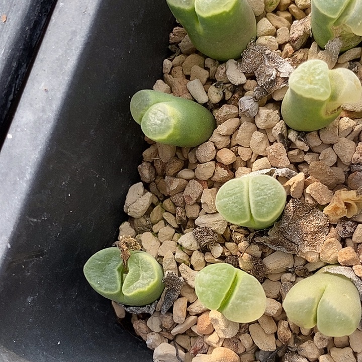 樱花风铃单头2颗。      