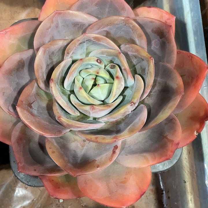 凤橙多肉植物一号