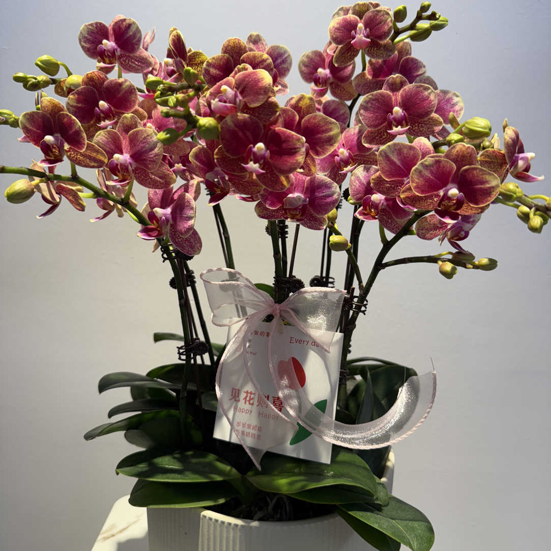 蝴蝶兰《金蝶》聚宝盆 蜡质花带花苞室内客厅办公室绿植好养花期长