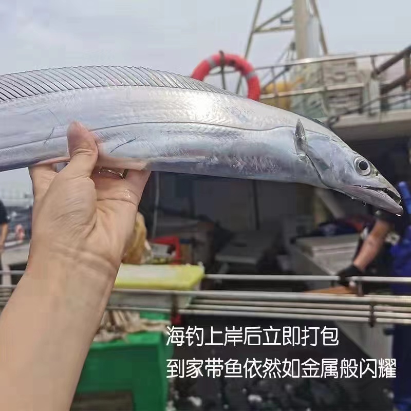 【速冻】东海带鱼5两/条  整条发货