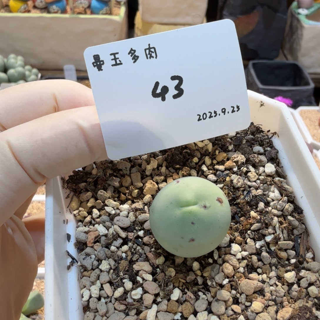 多肉多肉多肉9.25-043鸽子蛋