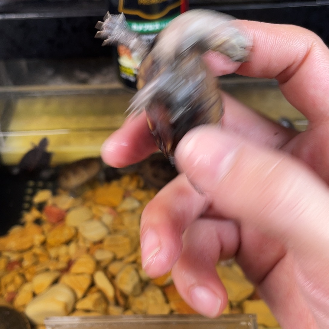 (***)绿毛龟母点点滴滴点点滴滴