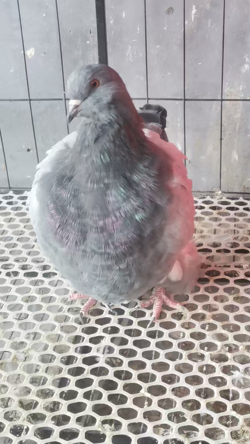老卞精品鸽子信鸽肉鸽