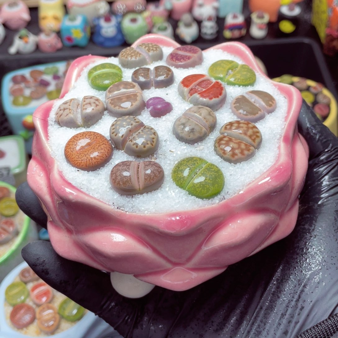 w7966--带盆土发货，零下地区拍保温箱