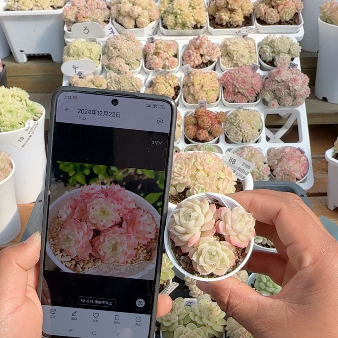 【闪购商品】0124-98（m1-578）