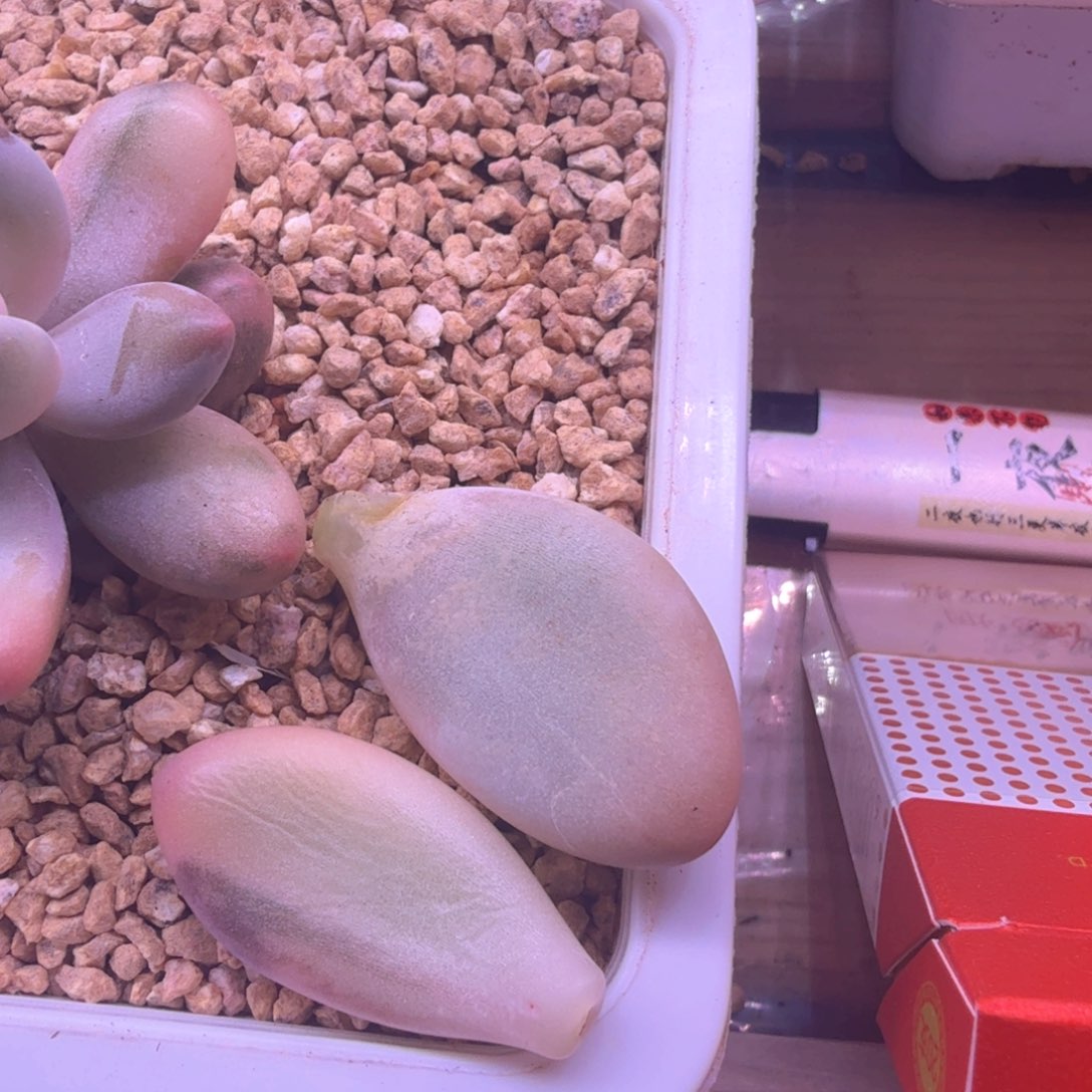 林***夕林兮叶片 多肉植物锦 