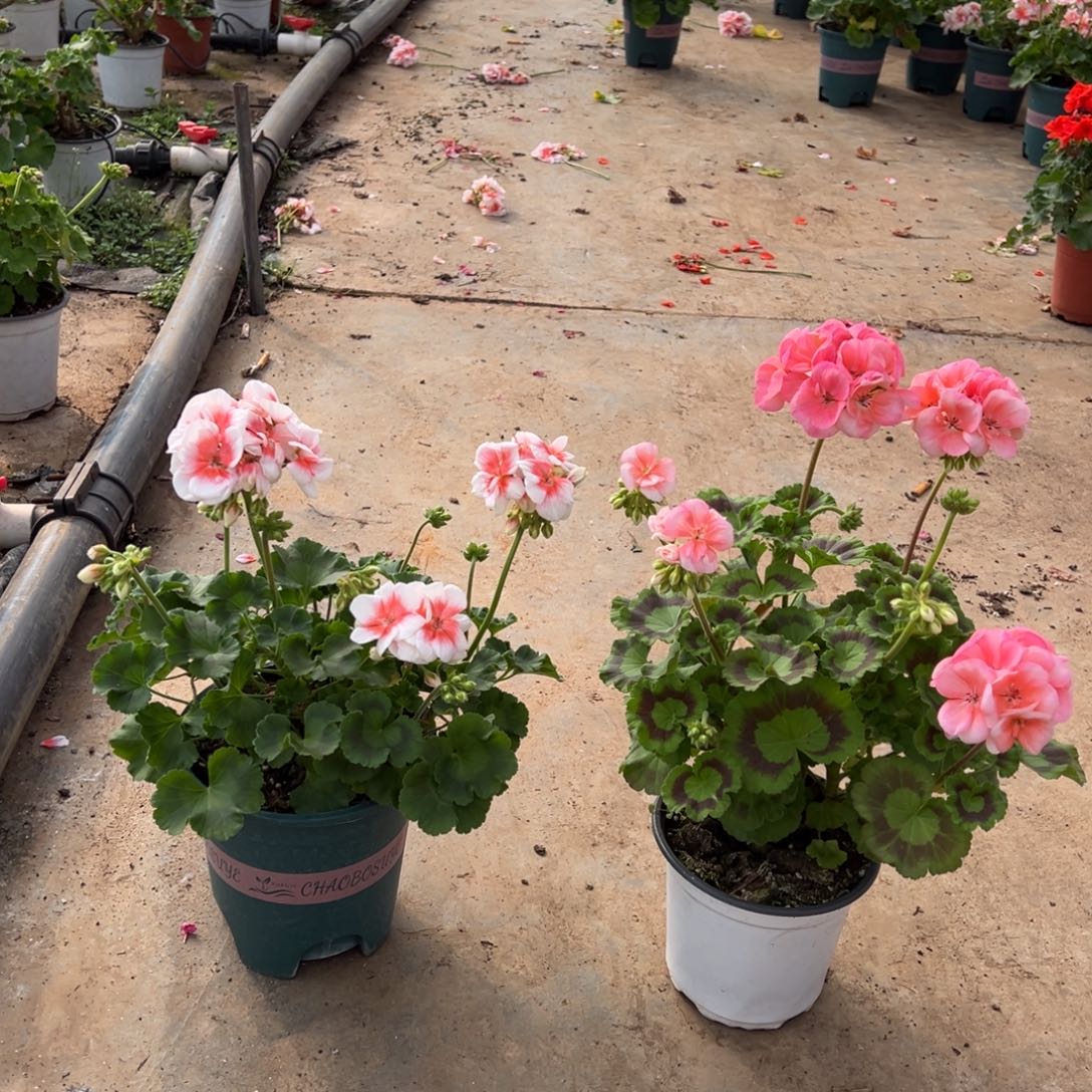 仙***咪完全开放皇后加浅色大山宫