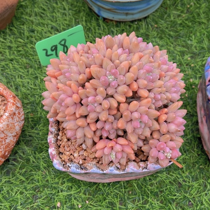 英*健健康康平平安安