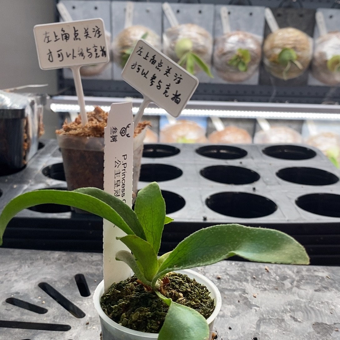 无花朵公主皇冠鹿角蕨